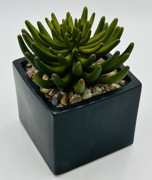 Pachy Succulent Tabletop