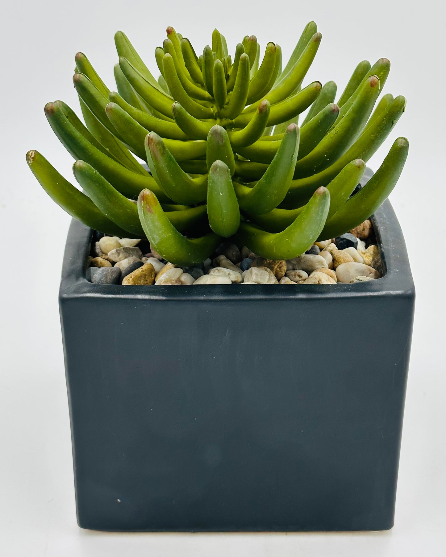 Pachy Succulent Tabletop