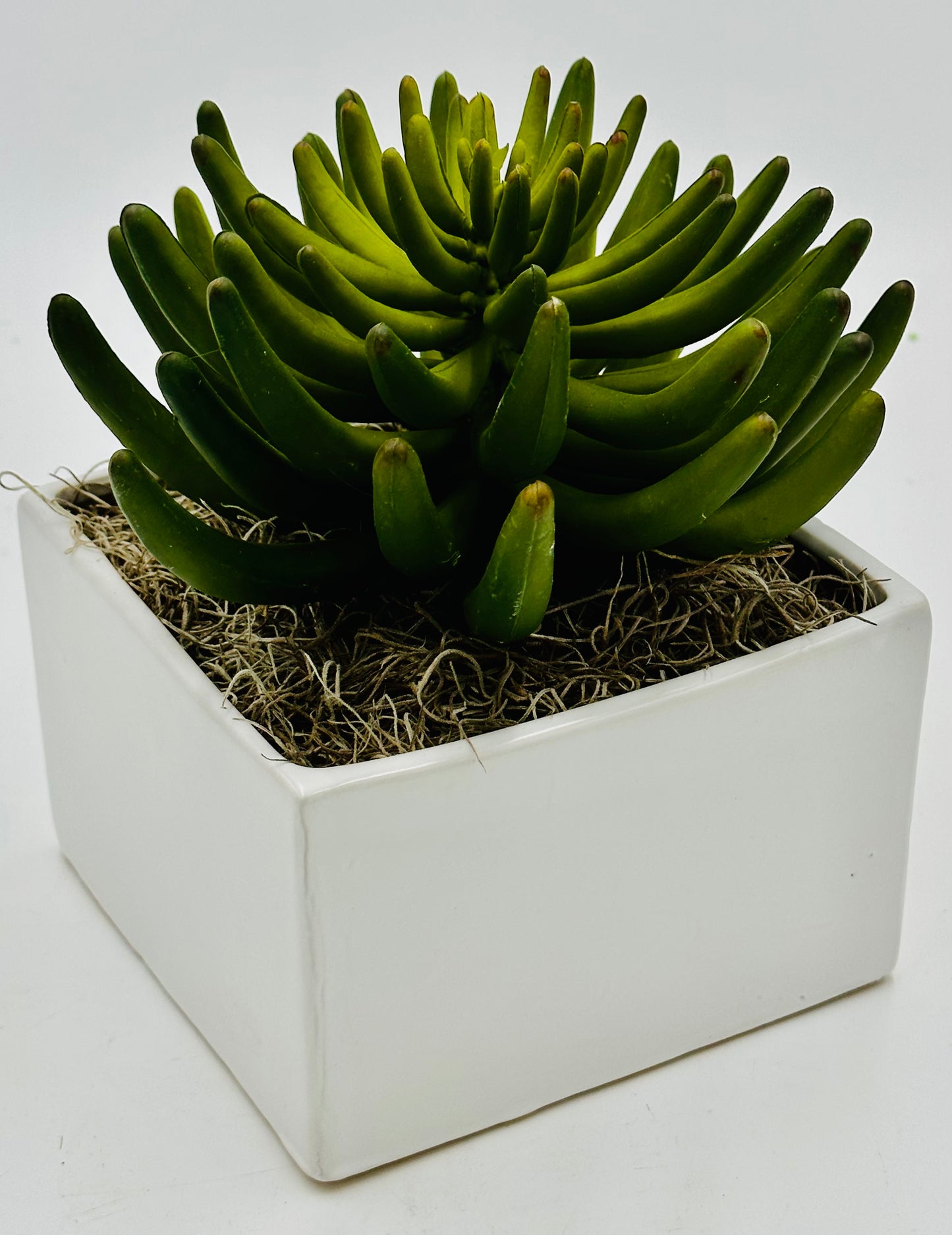Pachy Succulent Moss Tabletop