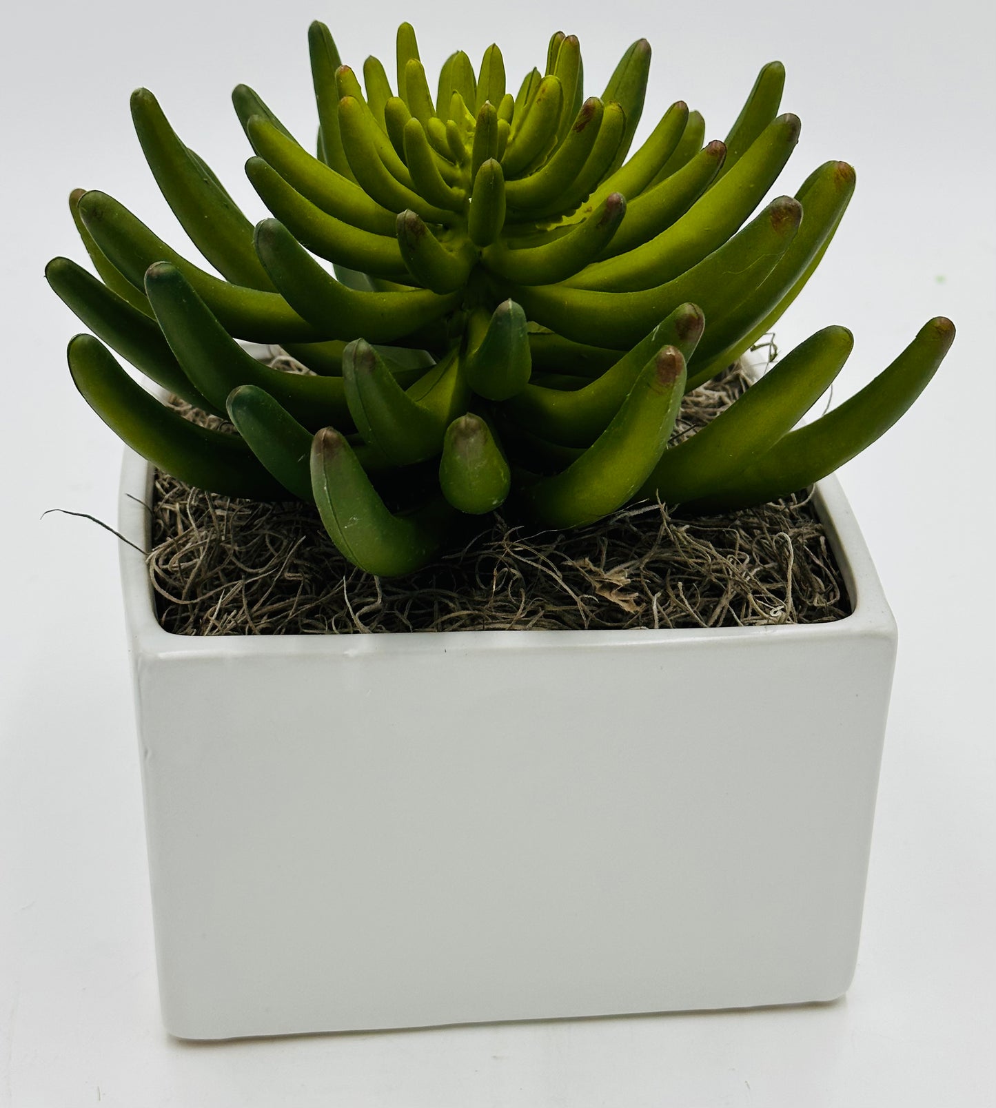 Pachy Succulent Moss Tabletop